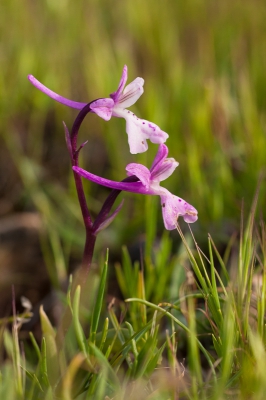 <i class='fa fa-user'></i>&nbsp;Michiel Janssen&nbsp;|  Anatolische Orchis&nbsp; <i class='fa fa-eye'>&nbsp;68</i> &nbsp; <i class='fa fa-comment-o'>&nbsp;2</i>