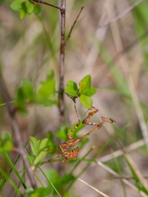 <i class='fa fa-user'></i>&nbsp;Tom van der Most&nbsp;|  Empusa pennata&nbsp; <i class='fa fa-eye'>&nbsp;93</i> &nbsp; <i class='fa fa-comment-o'>&nbsp;6</i>
