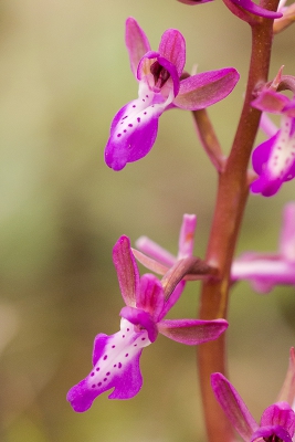 Hier een sterk gecropte versie van de foto in het VA. Hier is vnl een groen waas te zien in de sepalen, anders dan op de foto hiernaast. Wel heeft deze plant een duidelijk rodere stengel.