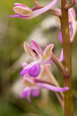 Dit was volgens onze reisleider een Orchis sitiaca. Deze plant heeft een minder rood gekleurde stengel dan de plant hiernaast. Hier zijn duidelijker nerven te zien dan bij de andere.