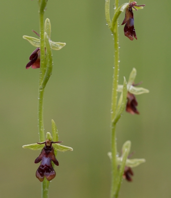 <i class='fa fa-user'></i>&nbsp;Tom van der Most&nbsp;|  Vliegenorchis&nbsp; <i class='fa fa-eye'>&nbsp;128</i> &nbsp; <i class='fa fa-comment-o'>&nbsp;4</i>