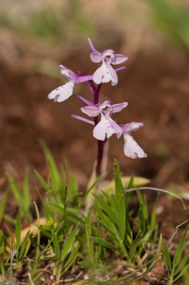 <i class='fa fa-user'></i>&nbsp;Michiel Janssen&nbsp;|  Anatolische Orchis&nbsp; <i class='fa fa-eye'>&nbsp;107</i> &nbsp; <i class='fa fa-comment-o'>&nbsp;6</i>
