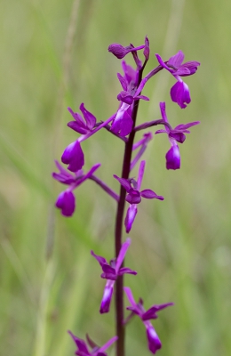 <i class='fa fa-user'></i>&nbsp;Tom van der Most&nbsp;|  IJle Moerasorchis&nbsp; <i class='fa fa-eye'>&nbsp;80</i> &nbsp; <i class='fa fa-comment-o'>&nbsp;1</i>