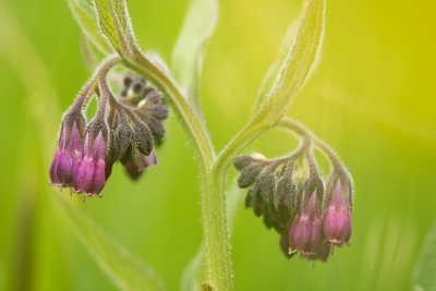 Op een schuine helling tijdens het struinen zocht ik naar een smeerwortel die ik zou fotograferen. Deze leek mij wel leuk ook omdat er bloemen aan beide kanten van de plant hangen. Het geel komt van een boterbloem die voor mij lens hing een gele gloed aan de rechterkant gaf. Ik vind dat wel lekker kleuren met het paarse en het groene.