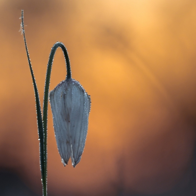 <i class='fa fa-user'></i>&nbsp;rvandijkzl&nbsp;|  Wilde Kievitsbloem&nbsp; <i class='fa fa-eye'>&nbsp;88</i> &nbsp; <i class='fa fa-comment-o'>&nbsp;4</i>