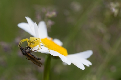 Gisteravond, teruggekomen van werk nog even een rondje met de honden gedaan.  Ik merkte dat er in de margrieten nogal wat bloemkrabspinnen huisden; ik telde er met gemak zes op mijn rondje. Vanochtend met de camera, ik vond als eerste deze, waarschijnlijk met dezelfde prooi als gistermiddag.