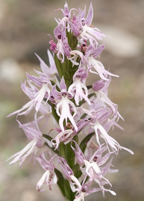 <i class='fa fa-user'></i>&nbsp;Henk van den Born&nbsp;|  Italiaanse Orchis&nbsp; <i class='fa fa-eye'>&nbsp;81</i> &nbsp; <i class='fa fa-comment-o'>&nbsp;3</i>