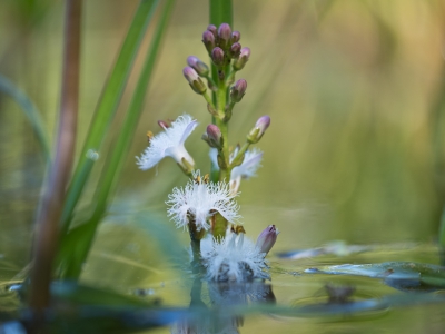<i class='fa fa-user'></i>&nbsp;Gert-Jan Cromwijk&nbsp;|  Waterdrieblad&nbsp; <i class='fa fa-eye'>&nbsp;120</i> &nbsp; <i class='fa fa-comment-o'>&nbsp;2</i>