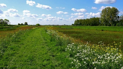 <i class='fa fa-user'></i>&nbsp;kooyammers&nbsp;|  Bijna Weidenbloemenzee&nbsp; <i class='fa fa-eye'>&nbsp;100</i> &nbsp;<i class='fa fa-thumbs-up'>&nbsp;1</i> &nbsp; <i class='fa fa-comment-o'>&nbsp;1</i>