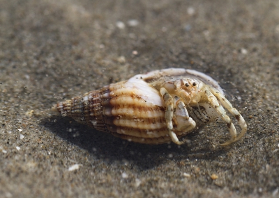 <i class='fa fa-user'></i>&nbsp;Henk Bouter&nbsp;|  Kleine Heremietkreeft&nbsp; <i class='fa fa-eye'>&nbsp;109</i> &nbsp; <i class='fa fa-comment-o'>&nbsp;4</i>