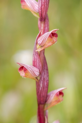 Een close-up van de plant die in het VA staat. Een Bergons Tongorchis of toch de Oosterse Tongorchis?