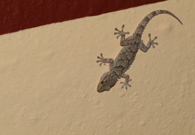 <i class='fa fa-user'></i>&nbsp;Ad Sprang&nbsp;|  Muurgekko&nbsp; <i class='fa fa-eye'>&nbsp;126</i> &nbsp; <i class='fa fa-comment-o'>&nbsp;1</i>