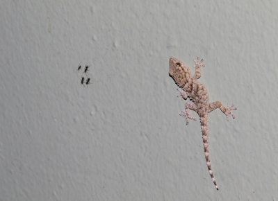<i class='fa fa-user'></i>&nbsp;Ad Sprang&nbsp;|  Muurgekko&nbsp; <i class='fa fa-eye'>&nbsp;148</i> &nbsp;<i class='fa fa-thumbs-up'>&nbsp;4</i> &nbsp; <i class='fa fa-comment-o'>&nbsp;1</i>