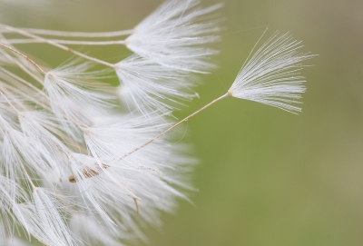 <i class='fa fa-user'></i>&nbsp;Henk Bouter&nbsp;|  Paardenbloem&nbsp; <i class='fa fa-eye'>&nbsp;95</i> &nbsp;<i class='fa fa-thumbs-up'>&nbsp;4</i> &nbsp; <i class='fa fa-comment-o'>&nbsp;5</i>