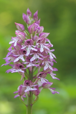 Deze Orchis bloeide tegen een zonnige helling en was al mooi in de bloei.
Maakte de foto vanaf een statief en gebruikte de groene laagte als achtergrond.