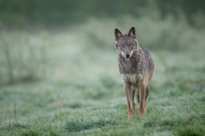 <i class='fa fa-user'></i>&nbsp;woudloper&nbsp;|  Wolf&nbsp; <i class='fa fa-eye'>&nbsp;491</i> &nbsp;<i class='fa fa-thumbs-up'>&nbsp;17</i> &nbsp; <i class='fa fa-comment-o'>&nbsp;9</i>