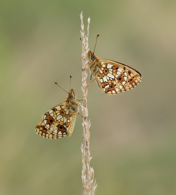 Het zeer vroege opstaan heeft zich weer volop geloond.

Onder andere met dit duo.

Canon 7D II + 100mm F2.8 Macro IS.

Uit de hand.