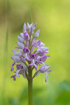 Deze Orchis groeide in een door de zon beschenen grasveldje, hield iets voor de plant voor wat schaduw.
Gemaakt vanaf statief met afstandsbediening.