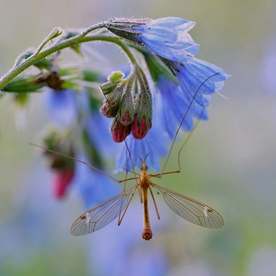 <i class='fa fa-user'></i>&nbsp;Nel R&nbsp;|  Tipula fascipennis&nbsp; <i class='fa fa-eye'>&nbsp;118</i> &nbsp;<i class='fa fa-thumbs-up'>&nbsp;5</i> &nbsp; <i class='fa fa-comment-o'>&nbsp;4</i>