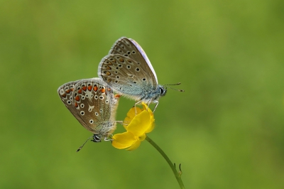 De Icarusblauwtjes  waren behoorlijk actief, toen het bewolkte werden ze wat rustiger.
Dit parende stelletje zocht een boterbloem op.