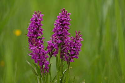<i class='fa fa-user'></i>&nbsp;Cor&nbsp;|  Brede Orchis&nbsp; <i class='fa fa-eye'>&nbsp;144</i> &nbsp;<i class='fa fa-thumbs-up'>&nbsp;7</i> &nbsp; <i class='fa fa-comment-o'>&nbsp;6</i>