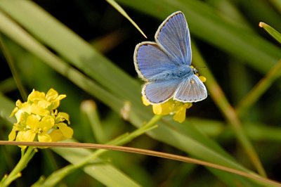 Foto van dit Icarusblauwtje gemaakt op de Landtong in Rozenburg.