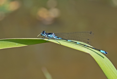 <i class='fa fa-user'></i>&nbsp;H. Cuper&nbsp;|  Variabele Waterjuffer&nbsp; <i class='fa fa-eye'>&nbsp;101</i> &nbsp;<i class='fa fa-thumbs-up'>&nbsp;3</i> &nbsp; <i class='fa fa-comment-o'>&nbsp;3</i>