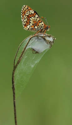 een heel veld vol met deze schitterende parelmoervlinders, echt een fantastische ervaring. Deze vlinder had een spin als onderbuur.