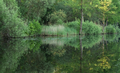 Met een fluisterbootje varen in de Weerribben. Wat een rust en  wat is dat genieten van alle vogelgeluiden. Zelfs de wielewaal liet zich horen. Prachtige tinten groen en geen wind. Dus ook de weerspiegeling deed mee.