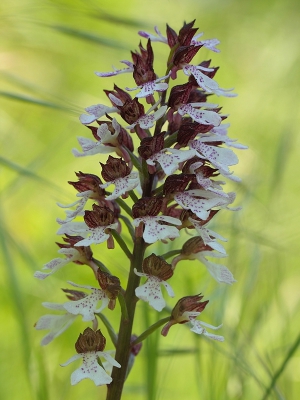 <i class='fa fa-user'></i>&nbsp;huub machiels&nbsp;|  Purperorchis&nbsp; <i class='fa fa-eye'>&nbsp;113</i> &nbsp;<i class='fa fa-thumbs-up'>&nbsp;7</i> &nbsp; <i class='fa fa-comment-o'>&nbsp;5</i>
