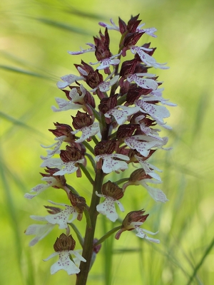 Het was erg zonnig warm tegen de steile helling waar deze orchissen bloeiden.
Om overbelichting te voorkomen heb mijn cameratas voor de orchis gehouden, terwijl de achtergrond met grashalmen door de zon belicht werd.
Gebruikte verder een statief en een draadontspanner.