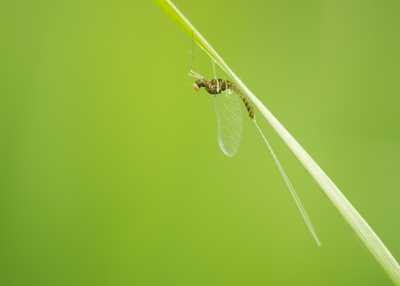 In een rietkraag waar ik een beetje aan het struinen was viel mij oog op deze eendagsvlieg. Dat de achtergrond zo egaal groen is komt doordat dit stuk riet er wat uitstak en niet tot de grote groep behoorde. Alhoewel ik altijd probeer wat structuur in egale vlakken te geven ben ik nu wel tevreden met het resultaat.