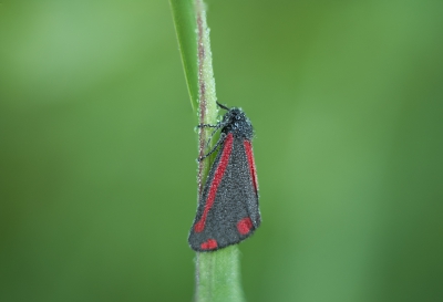 Vandaag lekker vroeg er op uit getrokken. Deze st. jacobsvlinder zag ik ik het gras zitten wat mij de gelegenheid gaf om het  van alle kanten te fotograferen.