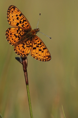 gisteren vroeg op stap gegaan om de zilveren maan te fotograferen die 2 weken eerder dan normaal al rondvliegen, door de lage nachttemperatuur waren ze nog in de dauw gehuld en rond 0730 gingen de vleugels open om op te warmen en kon ik dit plaatje maken.