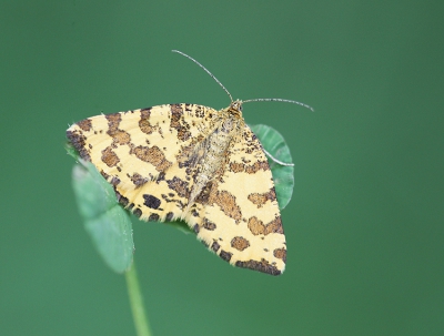 <i class='fa fa-user'></i>&nbsp;Paul Vandebroek&nbsp;|  Boterbloempje&nbsp; <i class='fa fa-eye'>&nbsp;120</i> &nbsp;<i class='fa fa-thumbs-up'>&nbsp;9</i> &nbsp; <i class='fa fa-comment-o'>&nbsp;5</i>