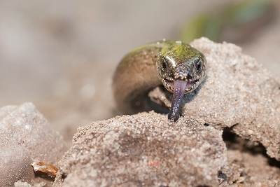 <i class='fa fa-user'></i>&nbsp;Tom&nbsp;|  Hazelworm&nbsp; <i class='fa fa-eye'>&nbsp;239</i> &nbsp;<i class='fa fa-thumbs-up'>&nbsp;11</i> &nbsp; <i class='fa fa-comment-o'>&nbsp;14</i>