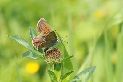 Maakte een week eerder foto's van parende Klaverblauwtjes.
Nu zat toevallig een vrouwtje op de bloem van de waardplant.
Dit was net het moment dat het haar achterlijf naar beneden richtte om een eitje te leggen.