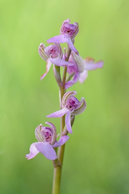 <i class='fa fa-user'></i> koekieman | Soort Orchis  <i class='fa fa-eye'> 26</i>   <i class='fa fa-comment-o'> 1</i>