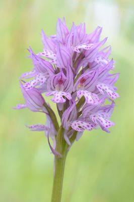 <i class='fa fa-user'></i> koekieman | Soort Orchis  <i class='fa fa-eye'> 26</i>   <i class='fa fa-comment-o'> 2</i>