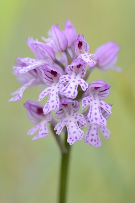 <i class='fa fa-user'></i> koekieman | Soort Orchis  <i class='fa fa-eye'> 23</i>   <i class='fa fa-comment-o'> 0</i>