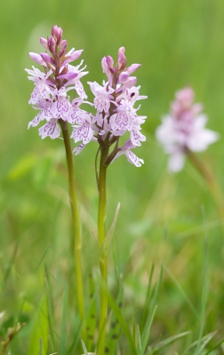 <i class='fa fa-user'></i>&nbsp;Henk van den Born&nbsp;|  Gevlekte Orchis&nbsp; <i class='fa fa-eye'>&nbsp;86</i> &nbsp; <i class='fa fa-comment-o'>&nbsp;2</i>