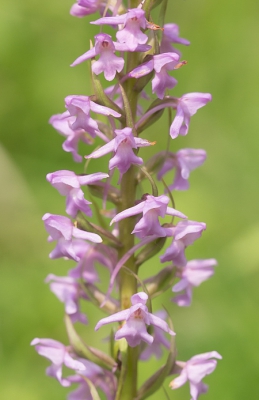 <i class='fa fa-user'></i>&nbsp;Henk van den Born&nbsp;|  Grote Muggenorchis&nbsp; <i class='fa fa-eye'>&nbsp;84</i> &nbsp; <i class='fa fa-comment-o'>&nbsp;3</i>