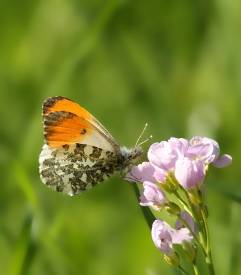 <i class='fa fa-user'></i>&nbsp;rixte&nbsp;|  Oranjetipje&nbsp; <i class='fa fa-eye'>&nbsp;91</i> &nbsp; <i class='fa fa-comment-o'>&nbsp;2</i>