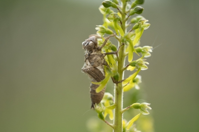 <i class='fa fa-user'></i>&nbsp;Gert-Jan Cromwijk&nbsp;|  Grote Keverorchis&nbsp; <i class='fa fa-eye'>&nbsp;91</i> &nbsp; <i class='fa fa-comment-o'>&nbsp;1</i>