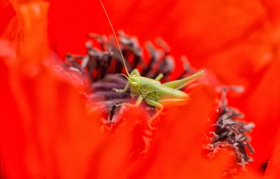 Tussen de papaver in de tuin zat een sprinkhaan. Naar binnen gegaan om de fotospullen te halen. Toen ik terugkwam zaten er zelfs 2. Ze deden af en toe verstoppertje. Met veel geduld er toch eentje op kunnen zetten. Tussen de blaadjes door.