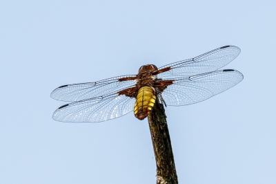 Een platbuik waarvan de vleugels heel goed te zien zijn en ook de vleugelbasis is poseert op een stokje