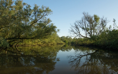 <i class='fa fa-user'></i>&nbsp;Schollevaer&nbsp;|  Brabantse Biesbosch (Gat van de turfzak)&nbsp; <i class='fa fa-eye'>&nbsp;99</i> &nbsp;<i class='fa fa-thumbs-up'>&nbsp;3</i> &nbsp; <i class='fa fa-comment-o'>&nbsp;7</i>