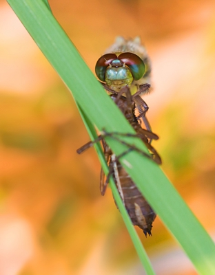 vanmorgen vroeg bij een zon die flink zijn best begon te doen spotte ik deze uitsluiper. Ik besloot om naast de 'gangbare foto's, ook deze van bovenaf te maken. waardoor je de libel recht aankijkt, terwijl hij aan zijn vorige behuizing hangt.