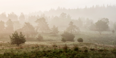 De omstandigheden waren goed. Zonlicht na regen. De mist trok op.