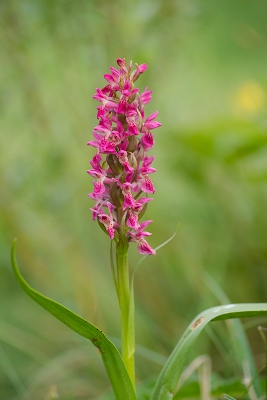 <i class='fa fa-user'></i>&nbsp;Willem Verhagen&nbsp;|  Steenrode Orchis&nbsp; <i class='fa fa-eye'>&nbsp;92</i> &nbsp; <i class='fa fa-comment-o'>&nbsp;2</i>